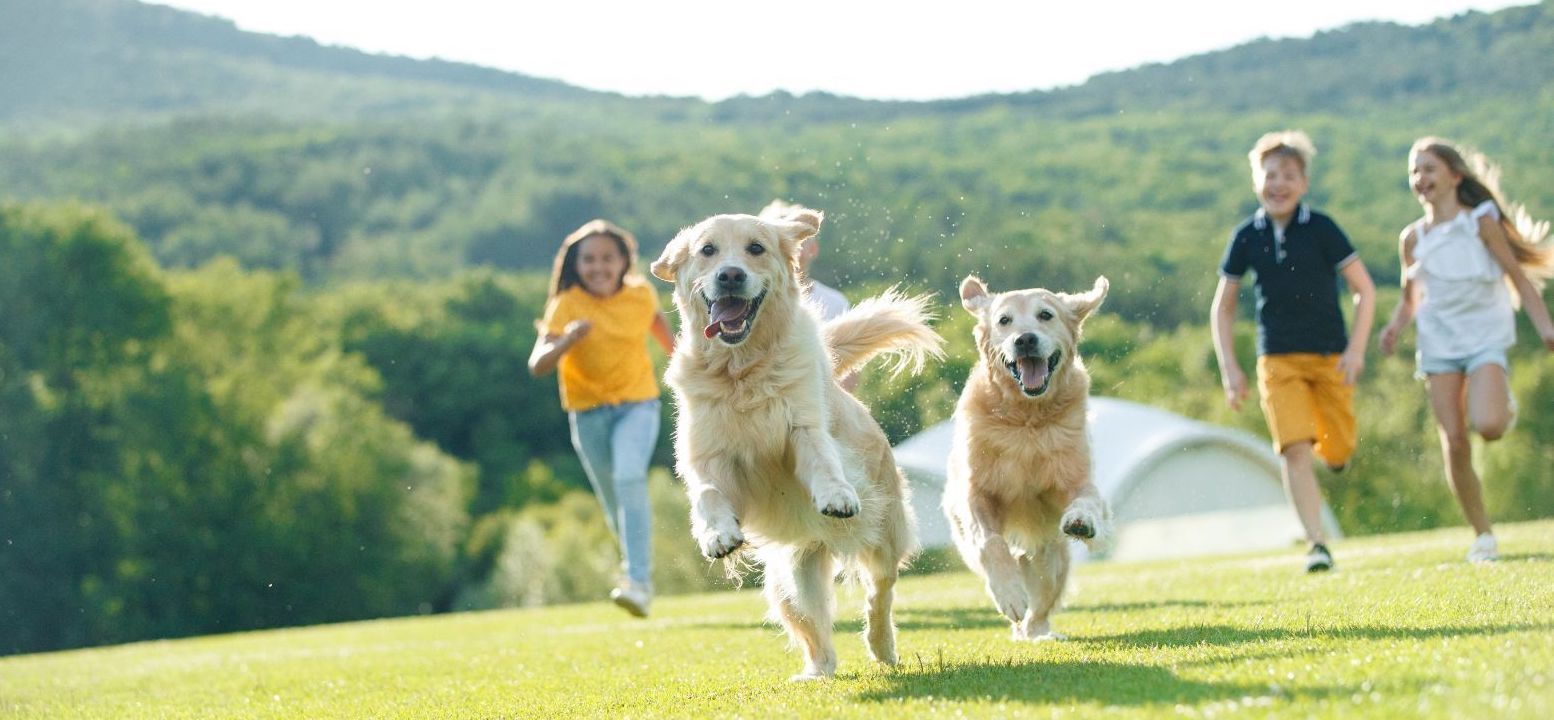 Moo Pet, the best pet insurance in Dubai